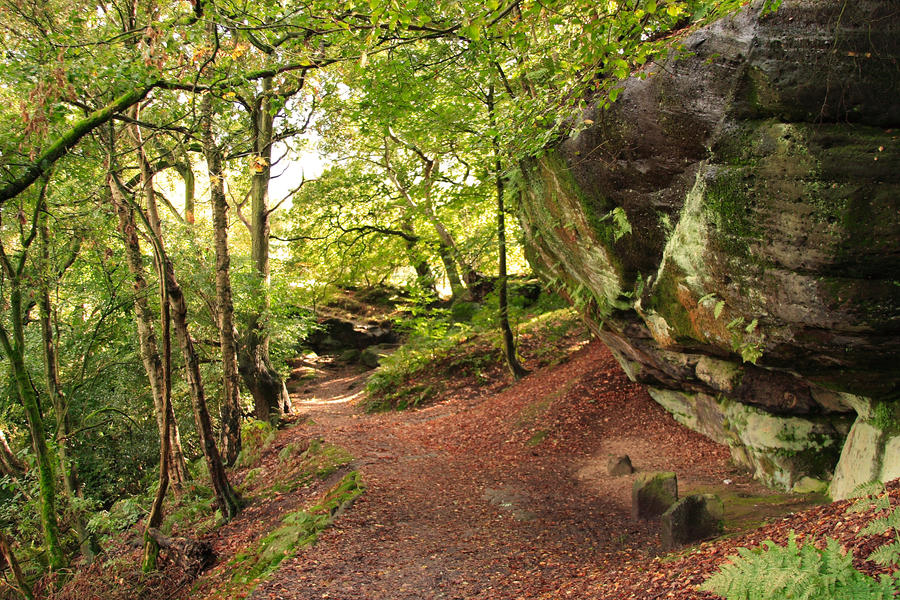 Woodland Path