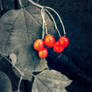 Red Berries