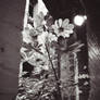 Picture of a plant.