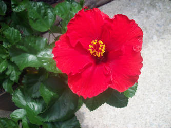 Hibiscus 1