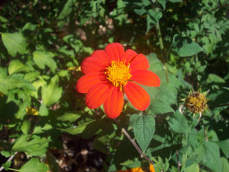 Mexican Sunflower