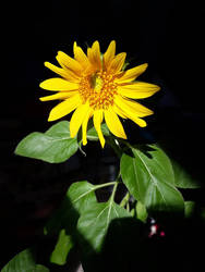 Mini Sunflower