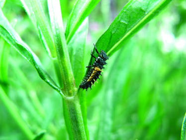 Ladybug Larva (Harmonia axyridis)