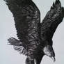 Bald Eagle Drawing