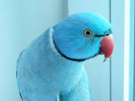 Indian ringneck Alex