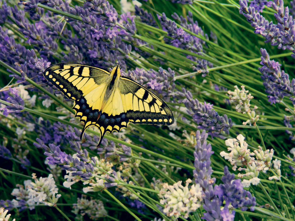 Papilio machaon on lavender by PurebloodRose