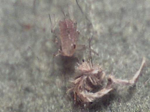 Bug Microscope Unknown bug under the microscope 6 by L-i-n-d-s on DeviantArt