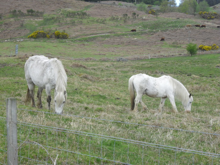 White Ponies