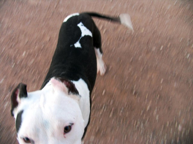 Funny Dozer by wildwolf03 on DeviantArt