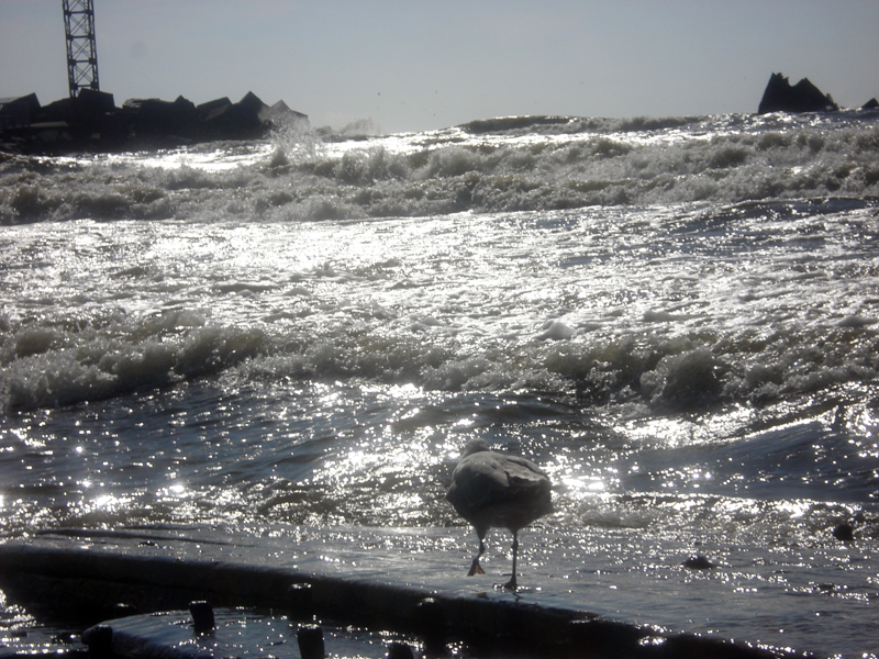 Sea Bird