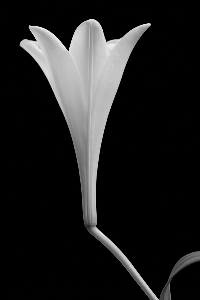 Flower 15 | Flora by JacktheFlipper-de