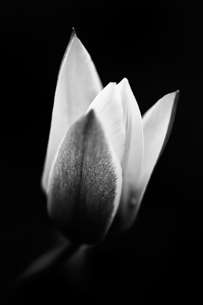 Flower 24 | Flora by JacktheFlipper-de