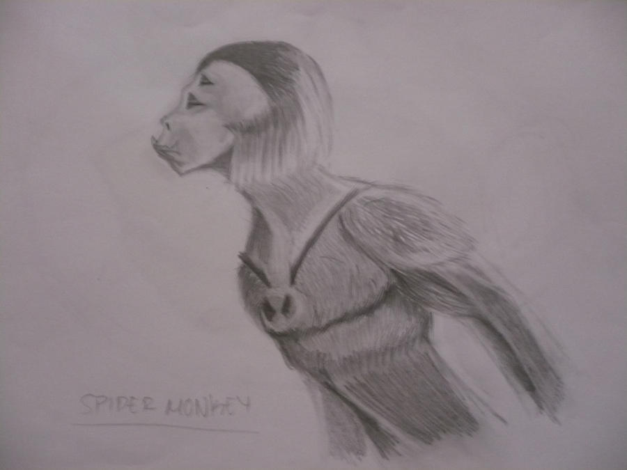 Spider Monkey Deviantart Spider Monkey by indySkye on DeviantArt