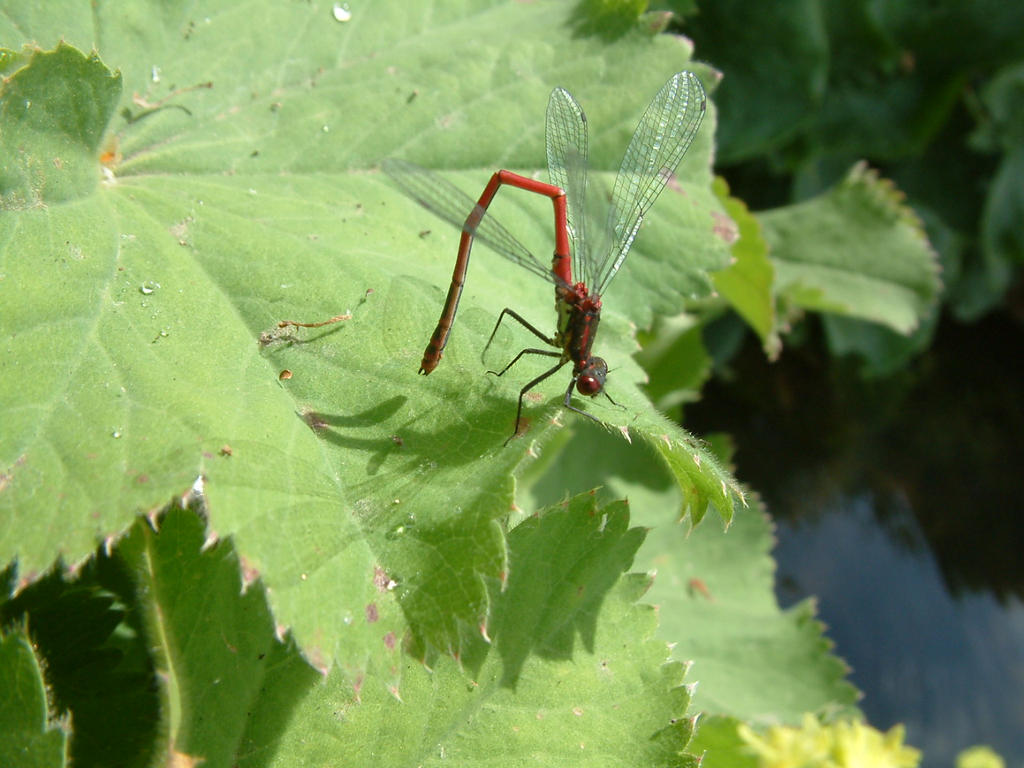 Red Mayfly Red mayfly by madhatter44 on DeviantArt