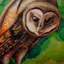 Intro Illustration: Barn Owl