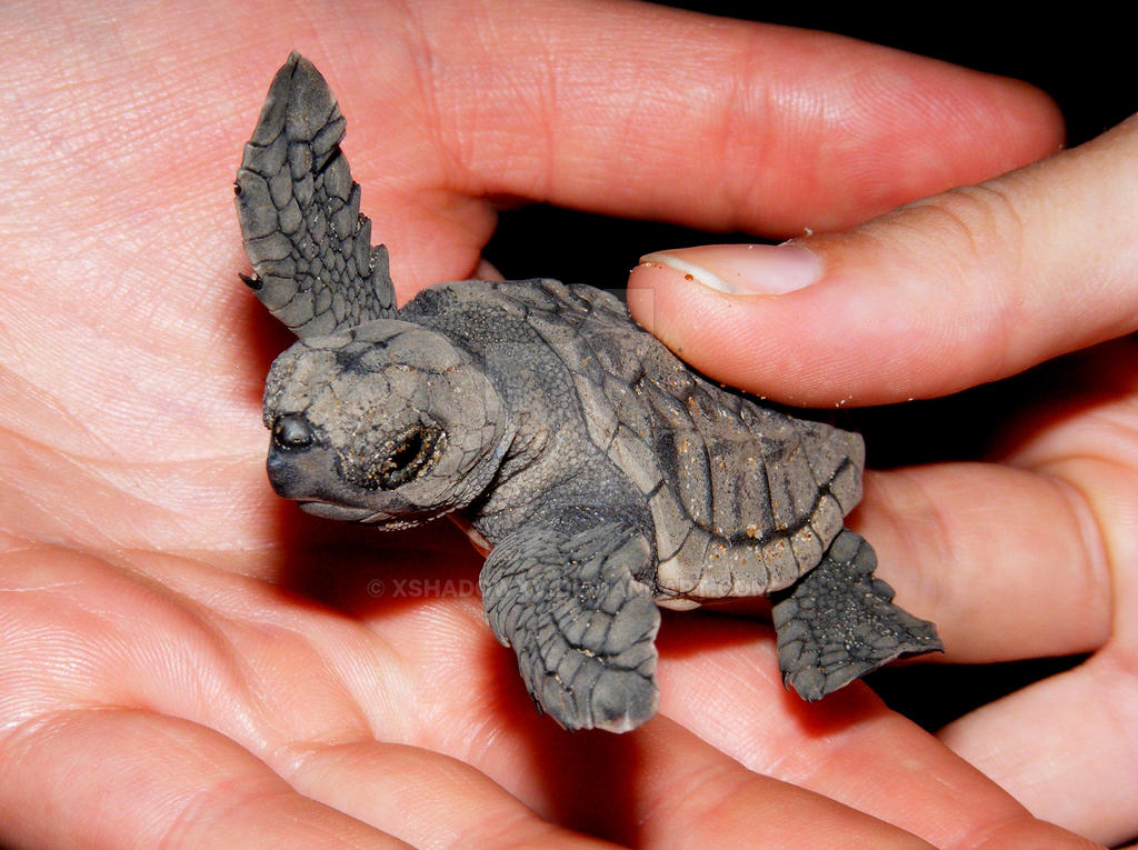Loggerhead by xshadowxv on DeviantArt