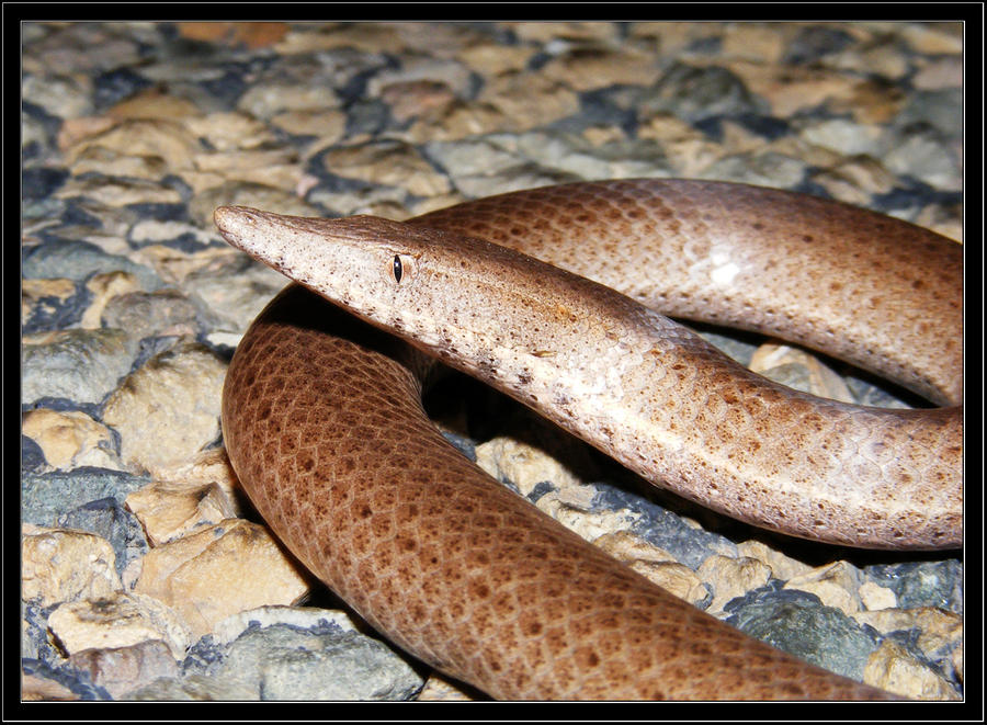 Wild burtons legless lizard