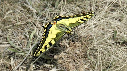 Scarce swallowtail