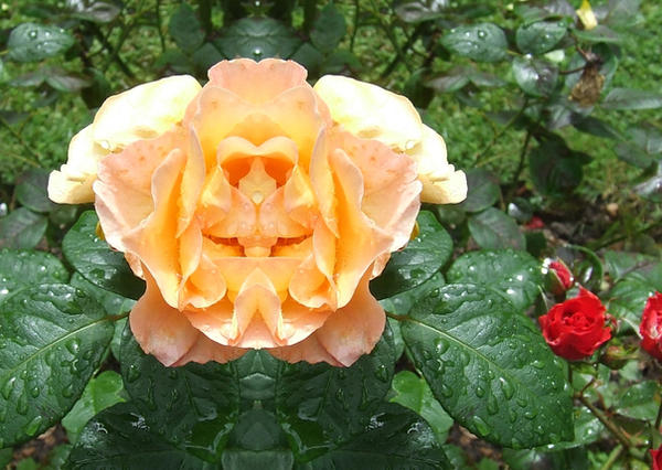 Demon Fox Roses Devil Rose by Madame-M on DeviantArt