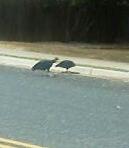 the vulture on my walk