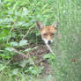 A shy little red fox