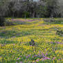 Field of Flowers 2