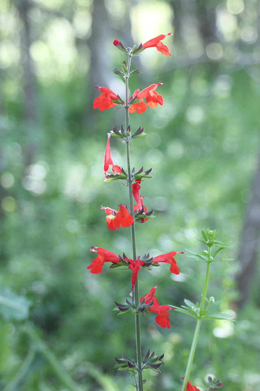 Tall Red Flowers