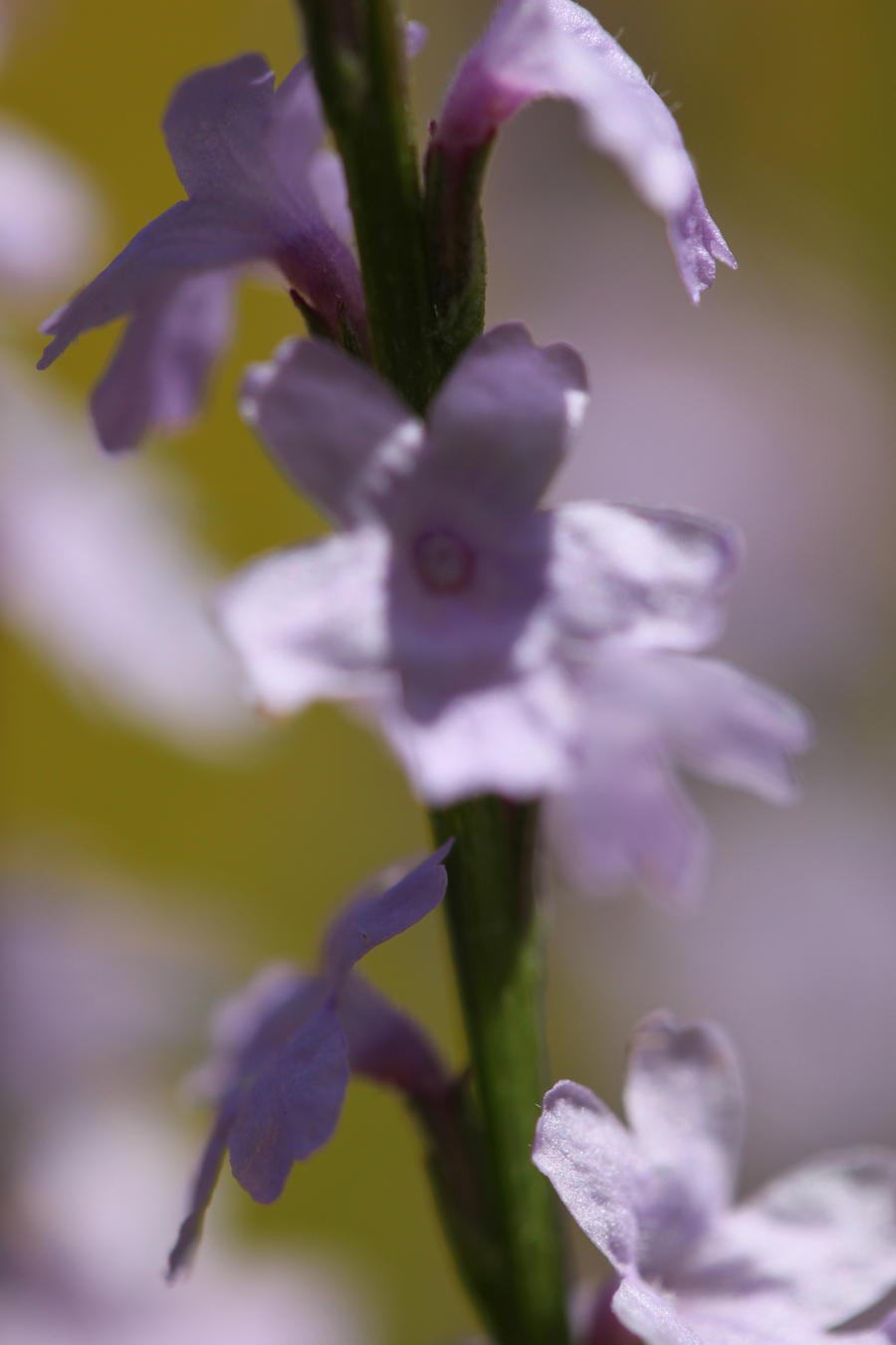 Tall Blue Flower 7