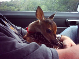 Jet as a Fawn