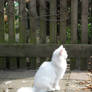 White Cat 1