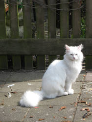 White Cat 2