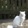 White Cat 2