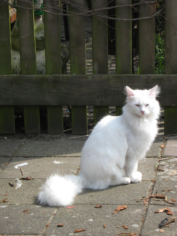 White Cat 2