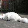 White Cat 3