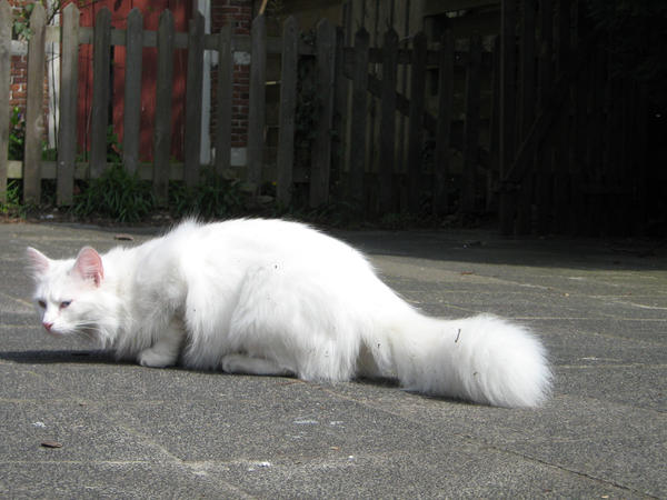 White Cat 3