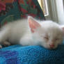 White Cat 5