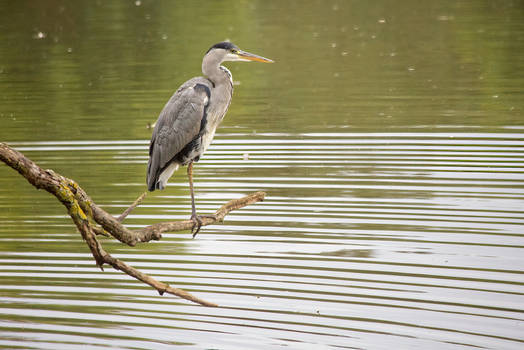 Heron