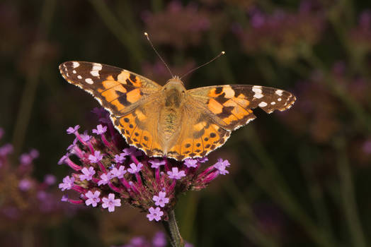 Painted Lady