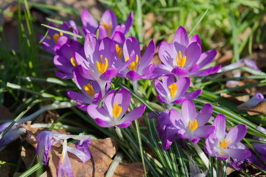 Crocus