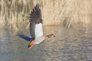 Egyptian Goose