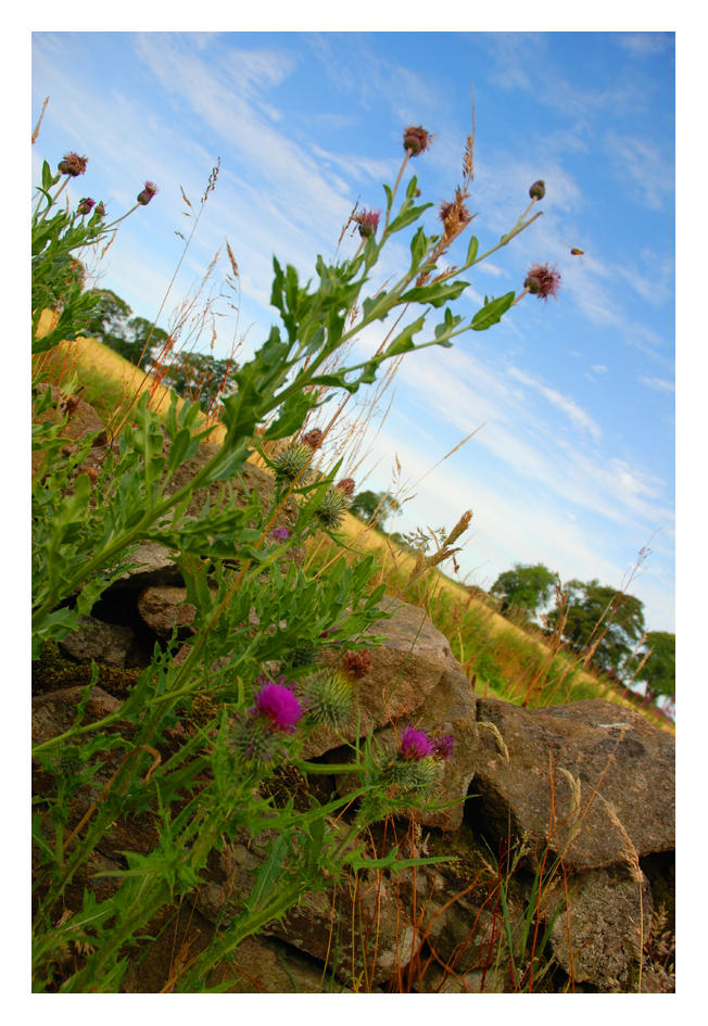 Distel by moiren on DeviantArt