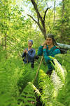 the fern - Pteridium aquilinum by uritis