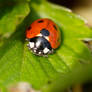 Ladybird