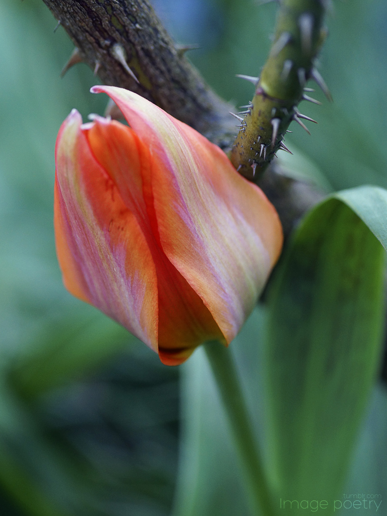 Tulip