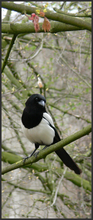 magpie