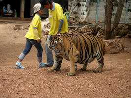 Myself if I were a tiger in rl