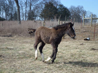 Running foal