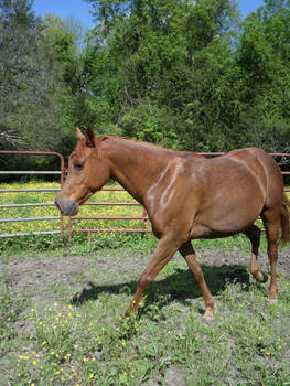 Chestnut horse