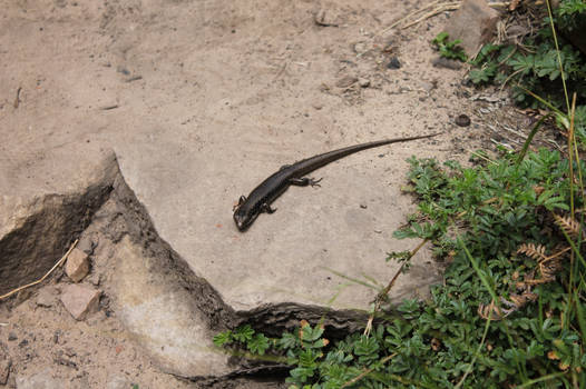 Lizard (Australia)