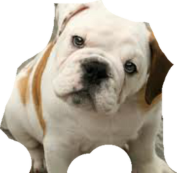 Brutus The Bulldog